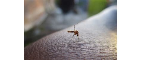 uodas nutūpęs ant odos