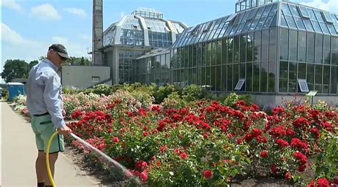 rožių žydėjimas sode