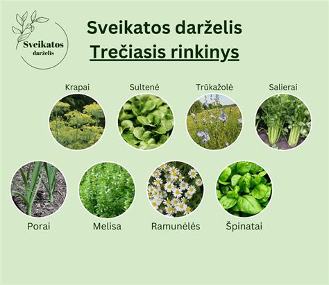 rožių sodinimo schema