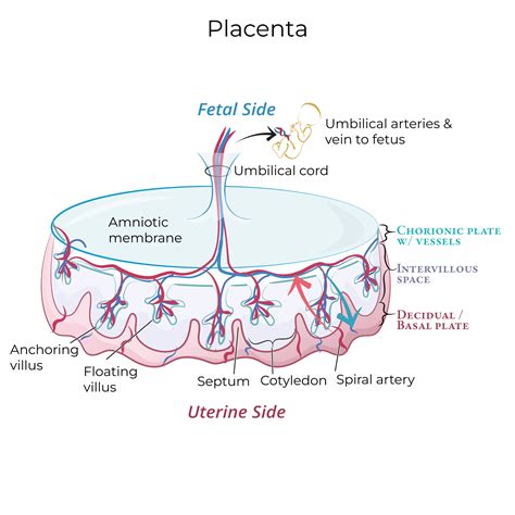 placenta kaip barjeras