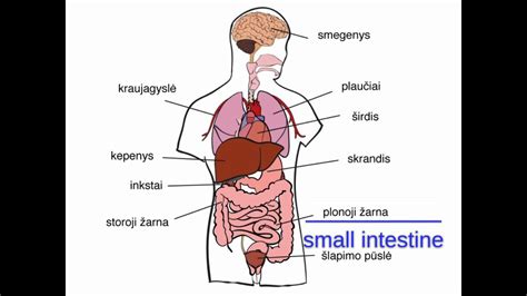 Schematinis vaizdas apie pieno gamybą moters organizme