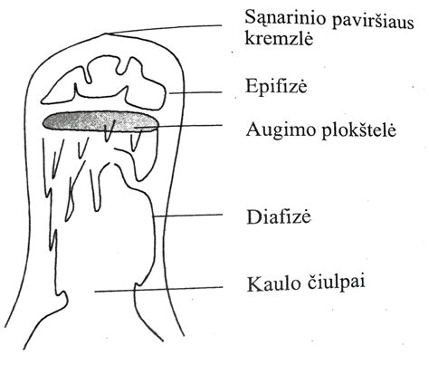 Zigotos segmentacija ir morulės formavimasis