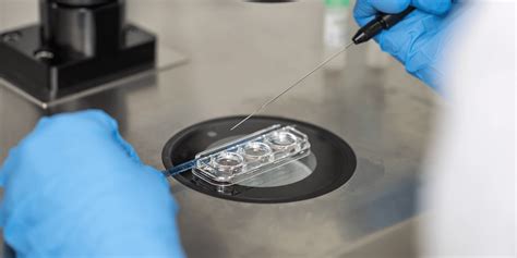 Apvaisinimas in vitro: laboratorinis procesas