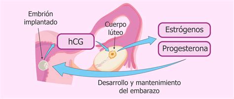 HCG hormono struktūra