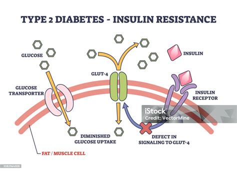 Insulino molekulės schema