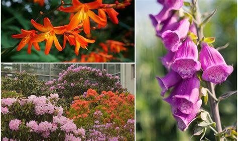 Nuodingi augalai vaikams