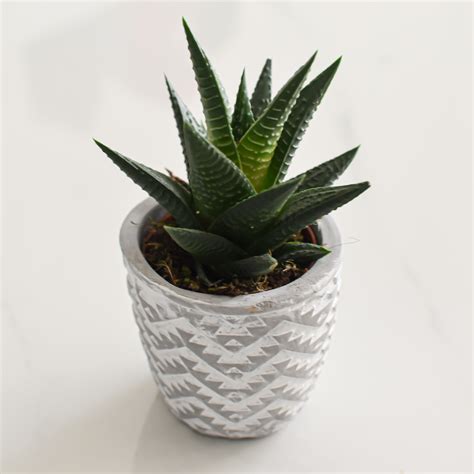 Nuodingi kambariniai augalai