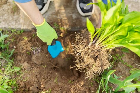 Daržo darbai balandžio mėnesį