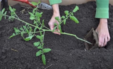 Pomidorų daigų sodinimas į šiltnamį