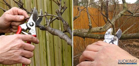 Vaismedžių genėjimas pavasarį