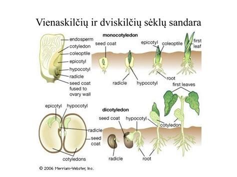 Vaisiaus ir sėklos sandara