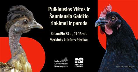 Gaidžio ir vištos skirtumai