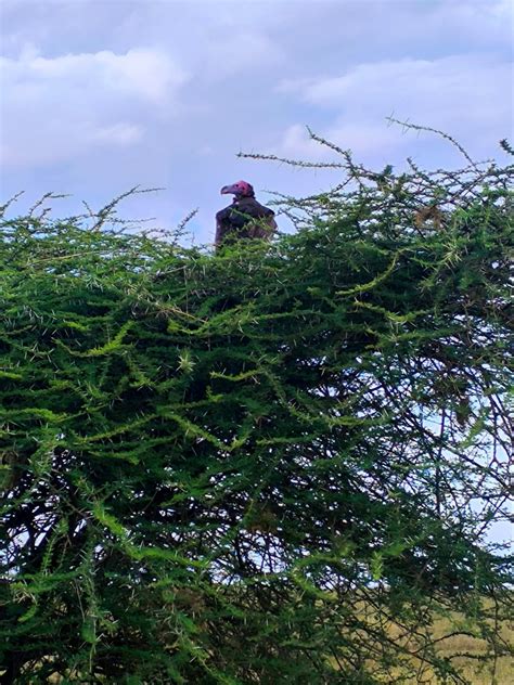 Ugnė Usevičiūtė prieš ir po svorio metimo