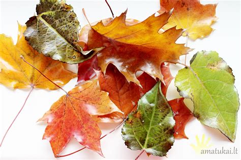 Krentantys rudeniniai lapai