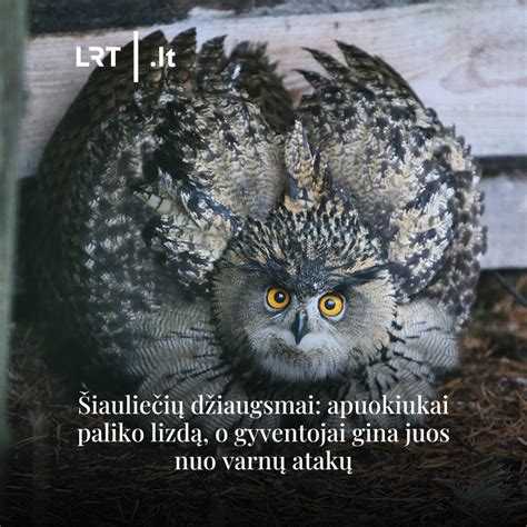 Pempės jaunikliai po išsiritimo palieka lizdą