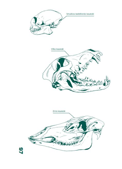 3D kaukolės modeliai gyvūnų vystymosi tyrimuose
