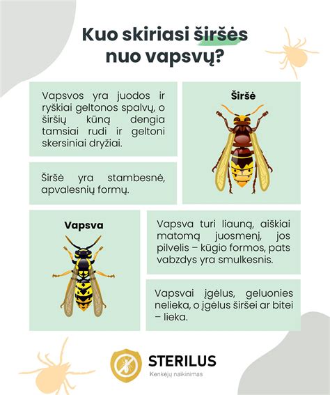Vapsvos anatomija ir spalvinimas