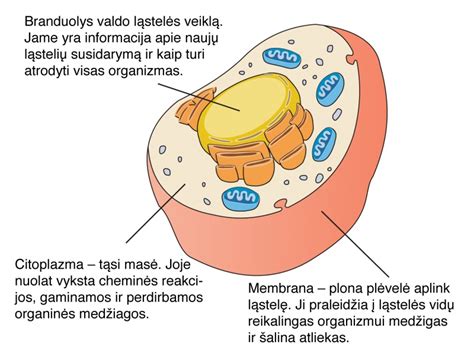 Augalų ląstelių gametų įvairovės iliustracija