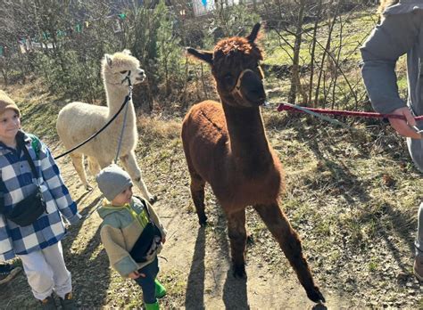 vaikai glosto alpaką