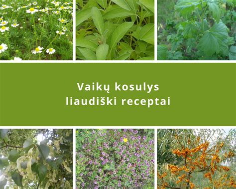 Liaudies medicinos vaistažolės