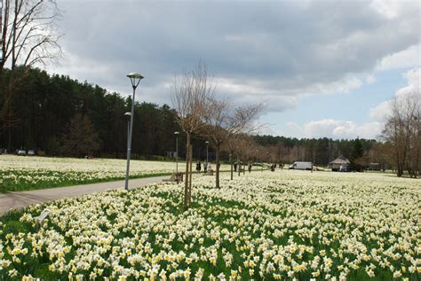 Skinderiškių dendrologinis parkas pavasarį