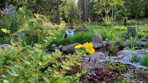 Saulė ir augalas, iliustruojantis fotosintezę