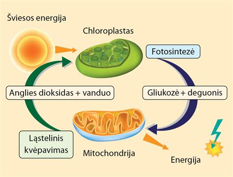 Palyginimas: ląstelinis kvėpavimas ir degimas