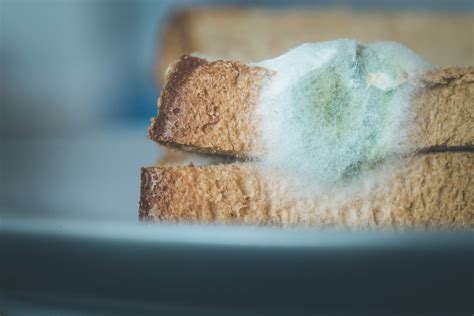 Pelėsis ant maisto: kada saugu, kada ne