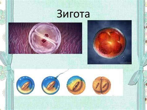 Schema: spermatozoido prasiskverbimas į kiaušialąstę ir zigotos susidarymas