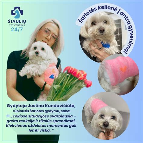 Veterinarė atlieka progesterono tyrimą kalės kraujui