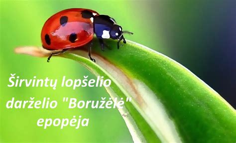 Lopšelio-darželio „Boružėlė“ bendras vaizdas