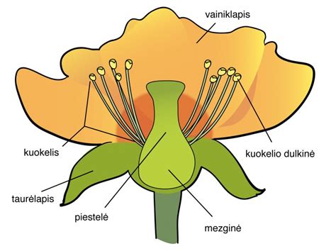 Augalo žiedo sandaros schema