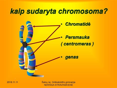Chromosomos sandaros detalės: chromatidė, centromera, trumpasis petys