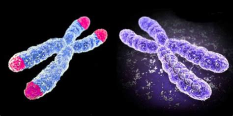 Žmogaus lytinių chromosomų X ir Y palyginimas