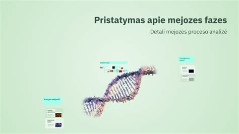 Schema apie apvaisinimo fazes