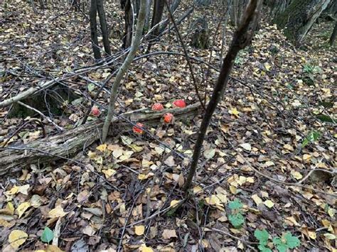 Kamanė ant raudonos musmirės rudeniniame miške