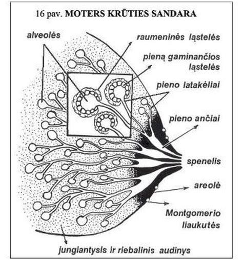 Krūties anatominė struktūra ir pieno latakai