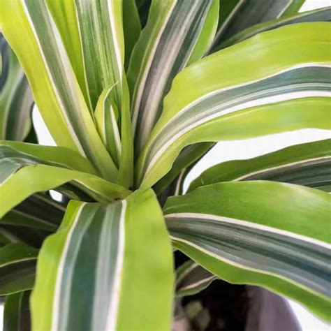 Kvapioji dracena namų interjere