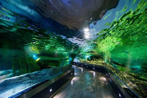 Lietuvos jūrų muziejus ir delfinariumas