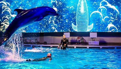 Delfinų pasirodymas