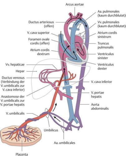 vaisiaus formavimasis iš žiedo mezginės