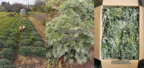 Velykinės žolytės auginimas