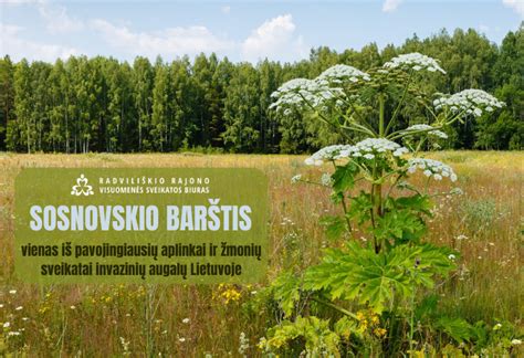 Sosnovskio barštis