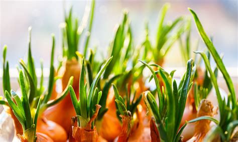 Vaikų auginti svogūnų laiškai ant sumuštinių