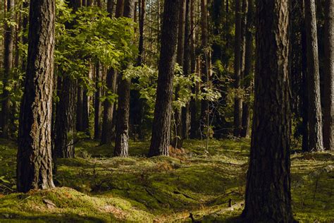 slapukai ir privatumas