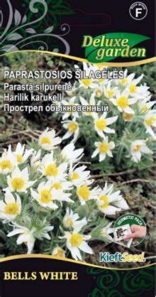 Paprastųjų šilagėlių kilimas