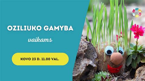 Oliziuko gamyba: žingsnis po žingsnio