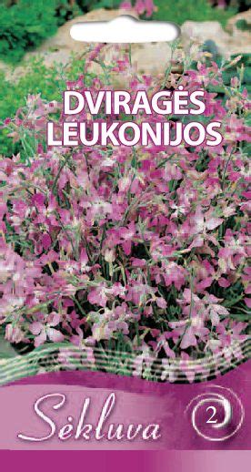 Dviragės leukonijos žydėjimas prieblandoje