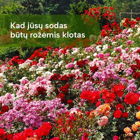 Kvapnios sodo rožės