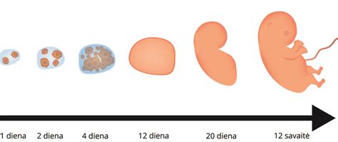 8 savaičių embrionas
